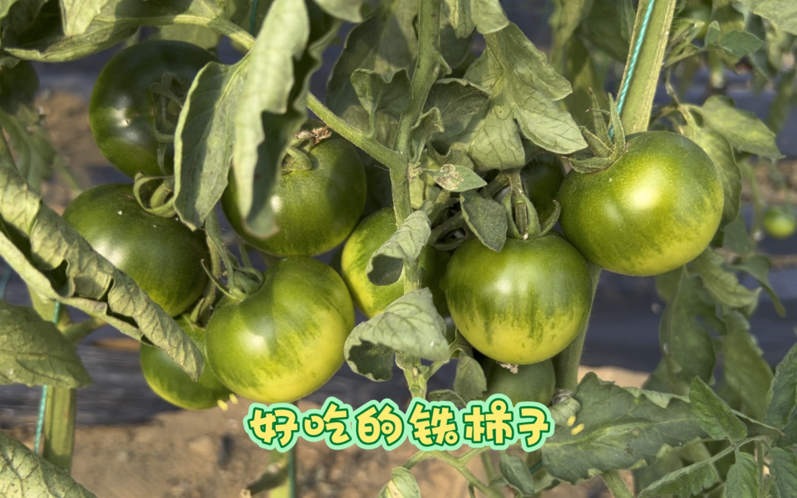 大连特色铁柿子好看吧不一样的绿腚柿子