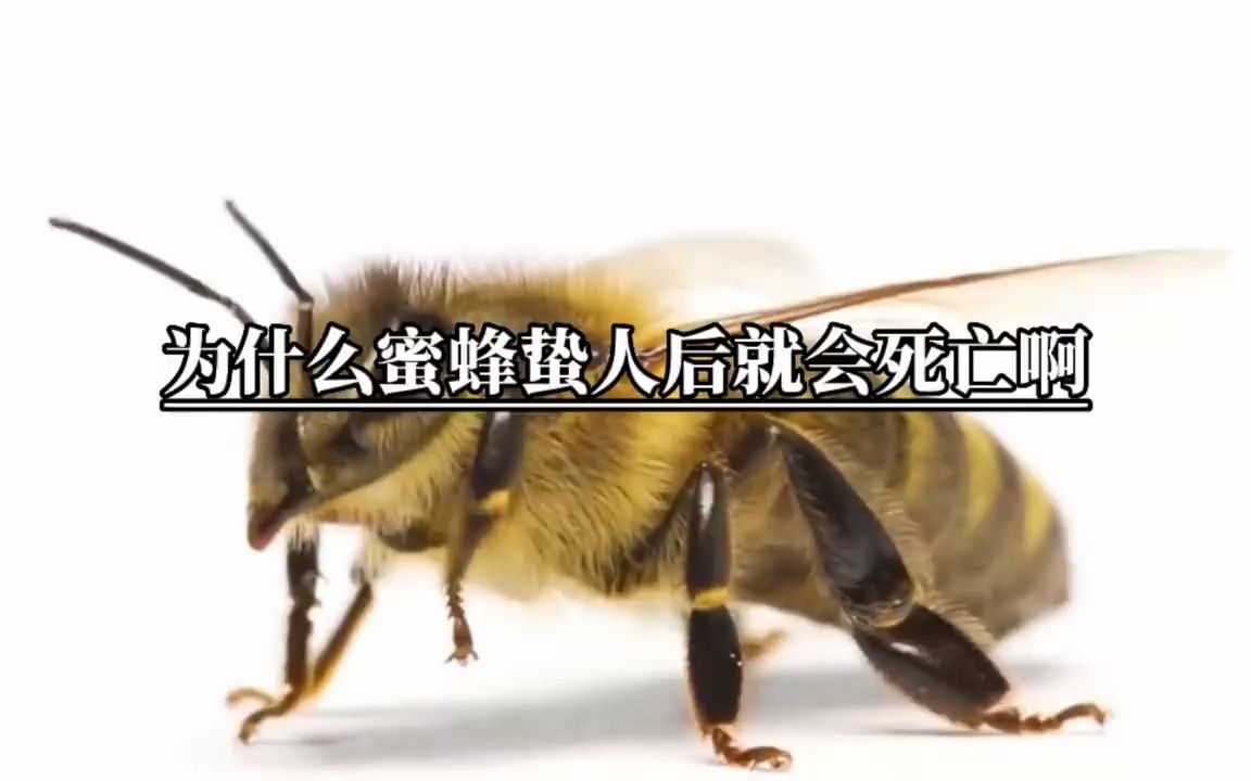 为什么蜜蜂