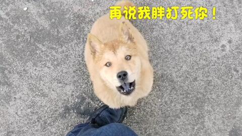 中华田园犬 一月未见小黄狗 美人狗胖成了球 狠狠撸一把 哔哩哔哩 つロ干杯 Bilibili