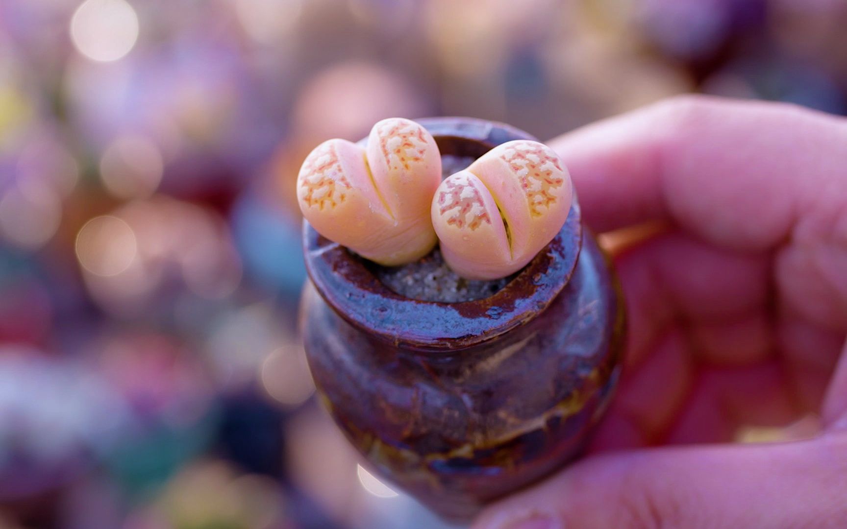 lithops dorotheae 丽虹玉