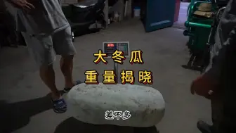 Download Video: 伯伯家大冬瓜摘回来了，称一下多重