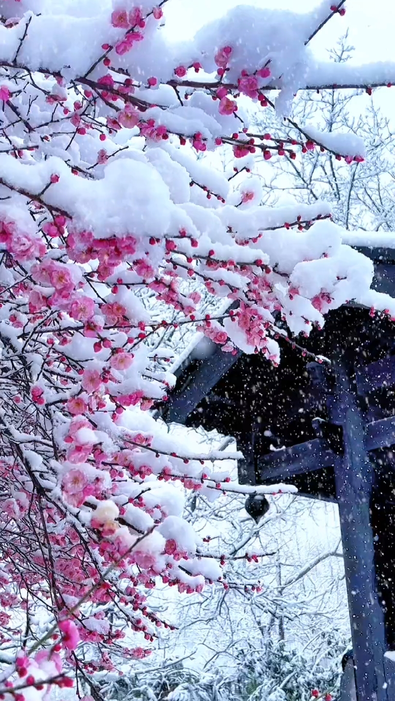 如果有人给你发下雪的视频,你应该回复他"我也想你