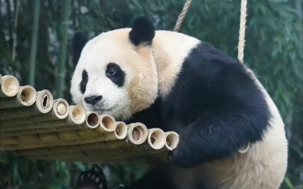 太可爱了#熊猫福宝