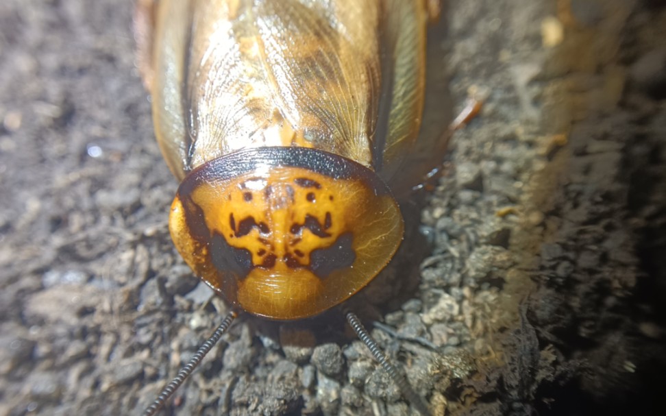 橙头蟑螂抓面包虫