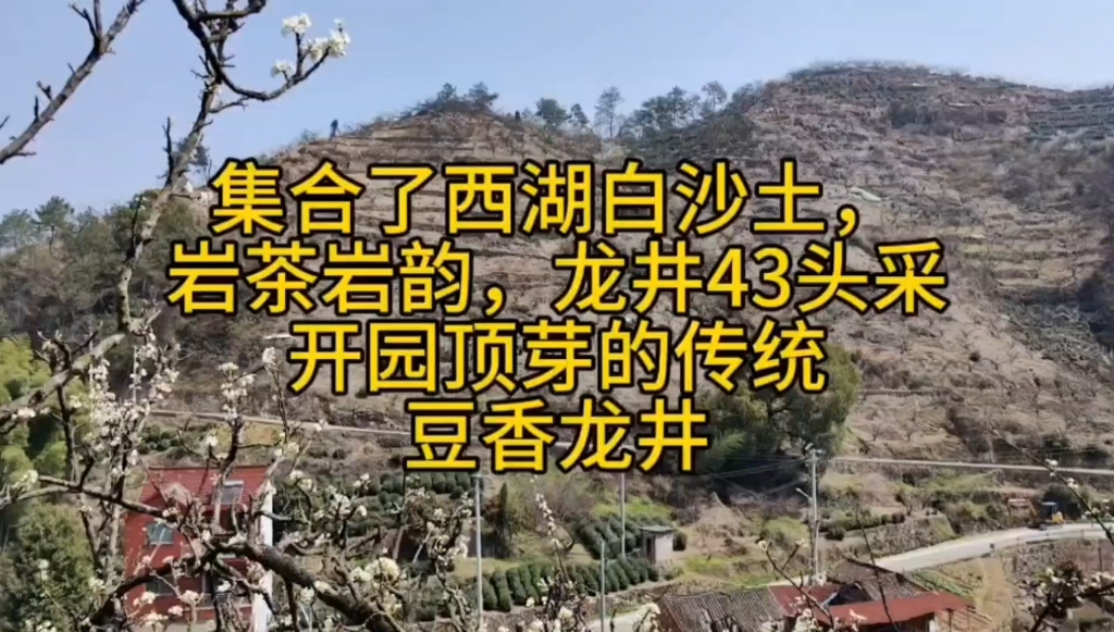 集合了西湖白沙土岩茶岩韵龙井43头采开园顶芽的传统豆香龙井哔哩哔哩bilibili