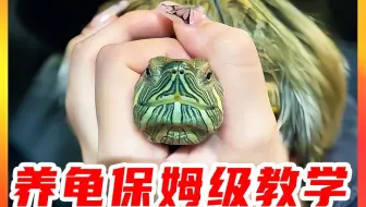 保姆级养龟教学