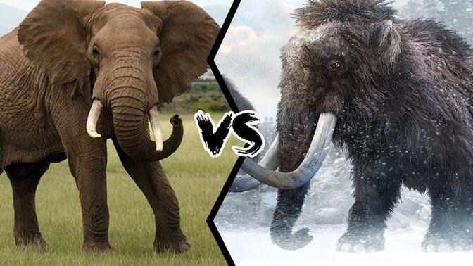 大象 vs 猛犸象