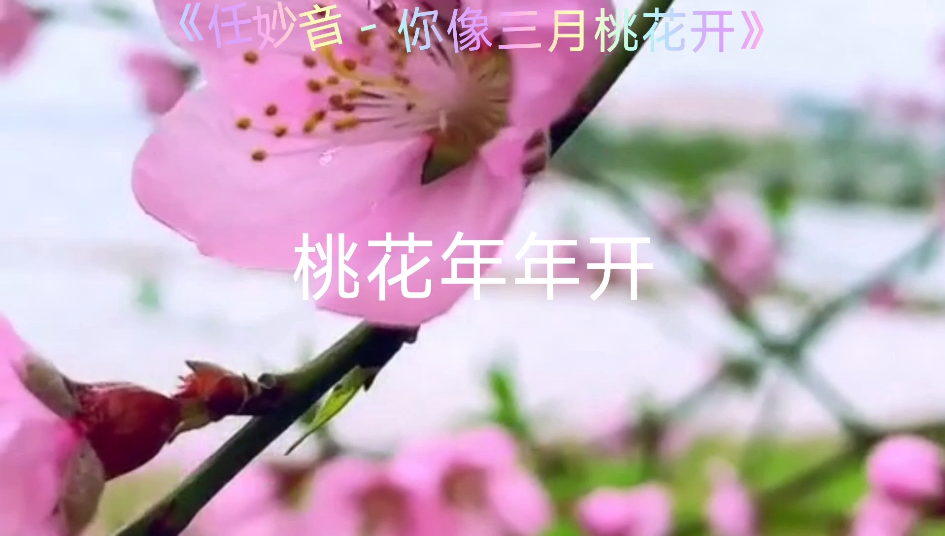 [图]经典歌曲-你像三月桃花开