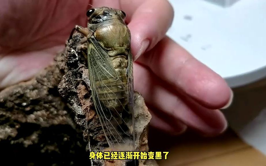 [图]我对蝉说：来年再见 #昆虫 #蝉 #观察昆虫 #奇妙的动物 #昆虫世界