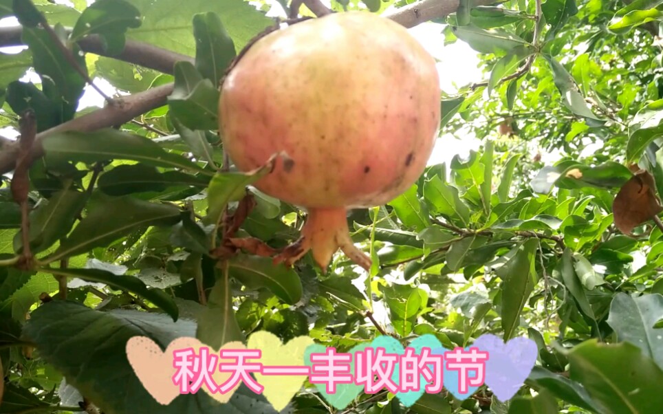 秋天来了,家里的水果成熟了哔哩哔哩bilibili