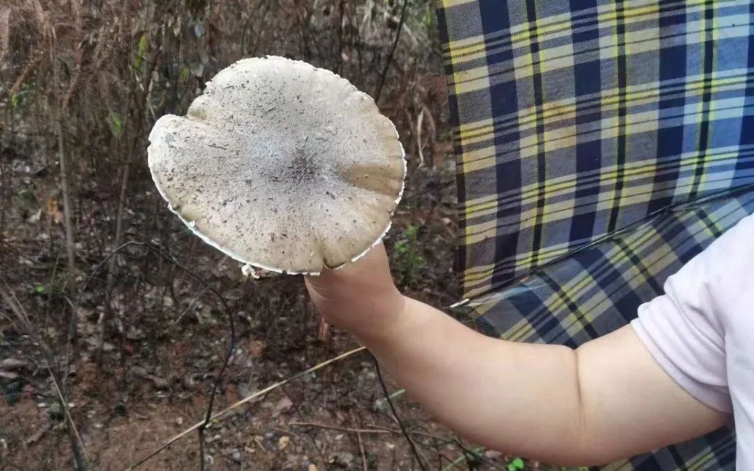 这是什么蘑菇桂林两村民在大雨过后找到不少大水菌