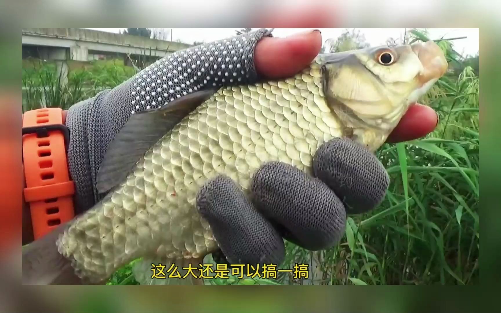 [图]野钓：秋雨过后河水上涨，蒲草、水花生旁钓鲫鱼，偶遇斤鲫来袭