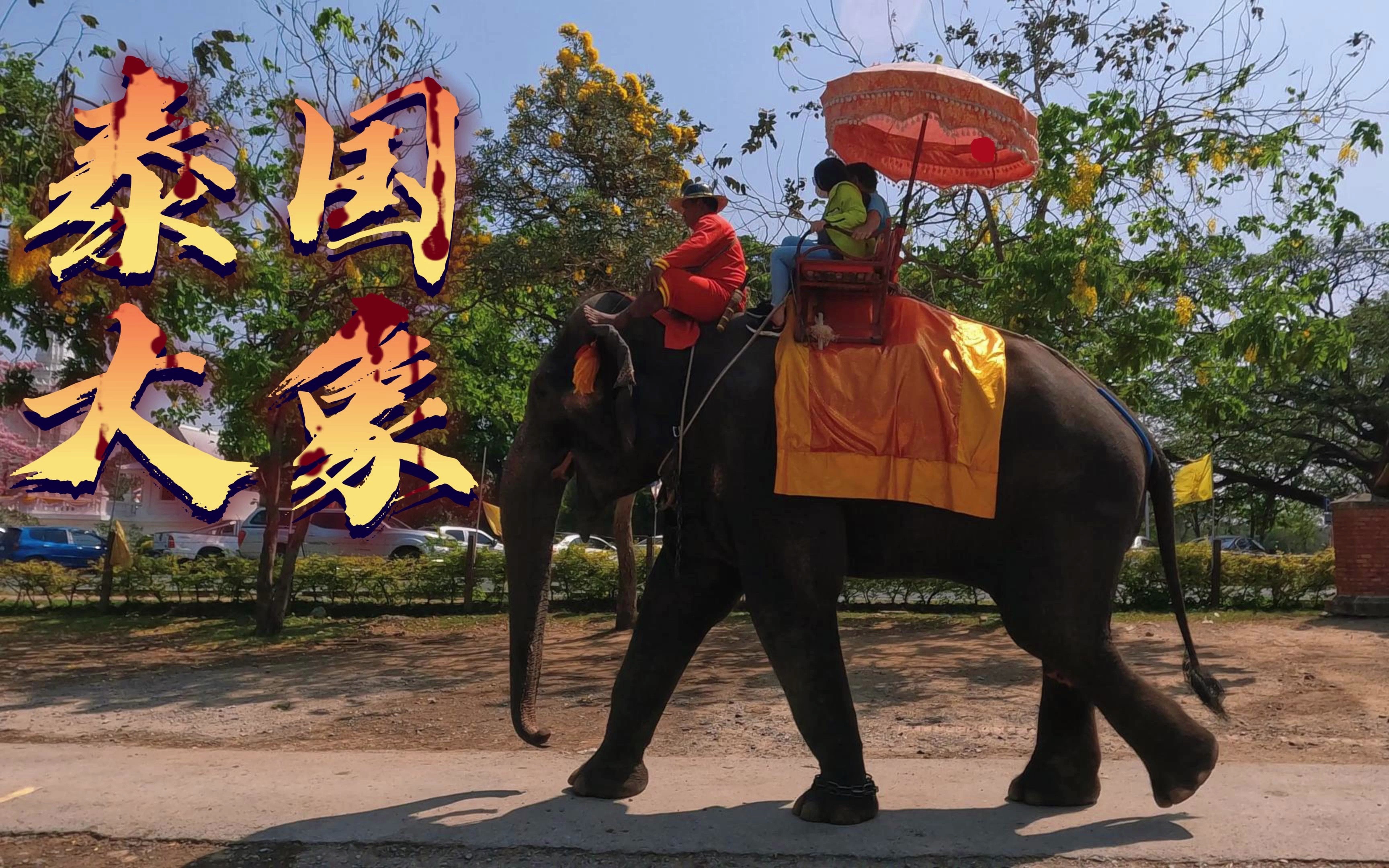 80块钱在泰国骑大象是什么样的体验