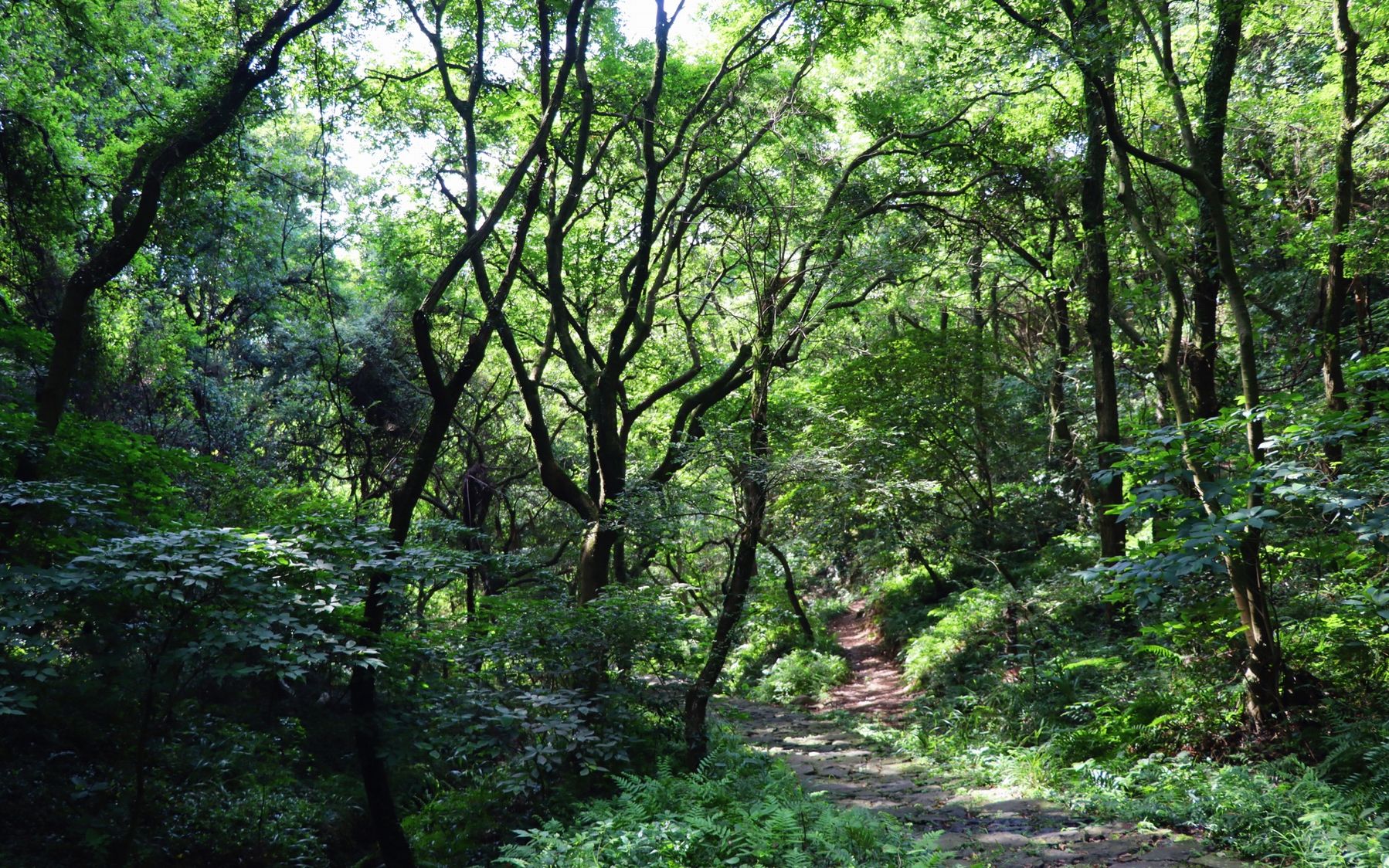 宁波北山游步道灵山段,竟是“宁波的满觉陇”?密林古道确实很美哔哩哔哩bilibili