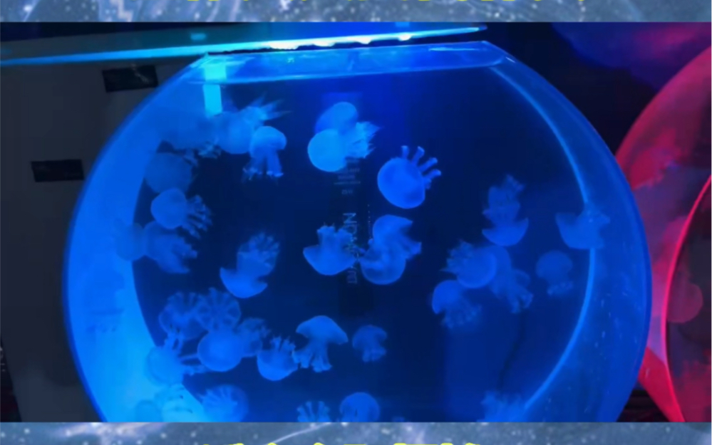 活体水母,赤月水母