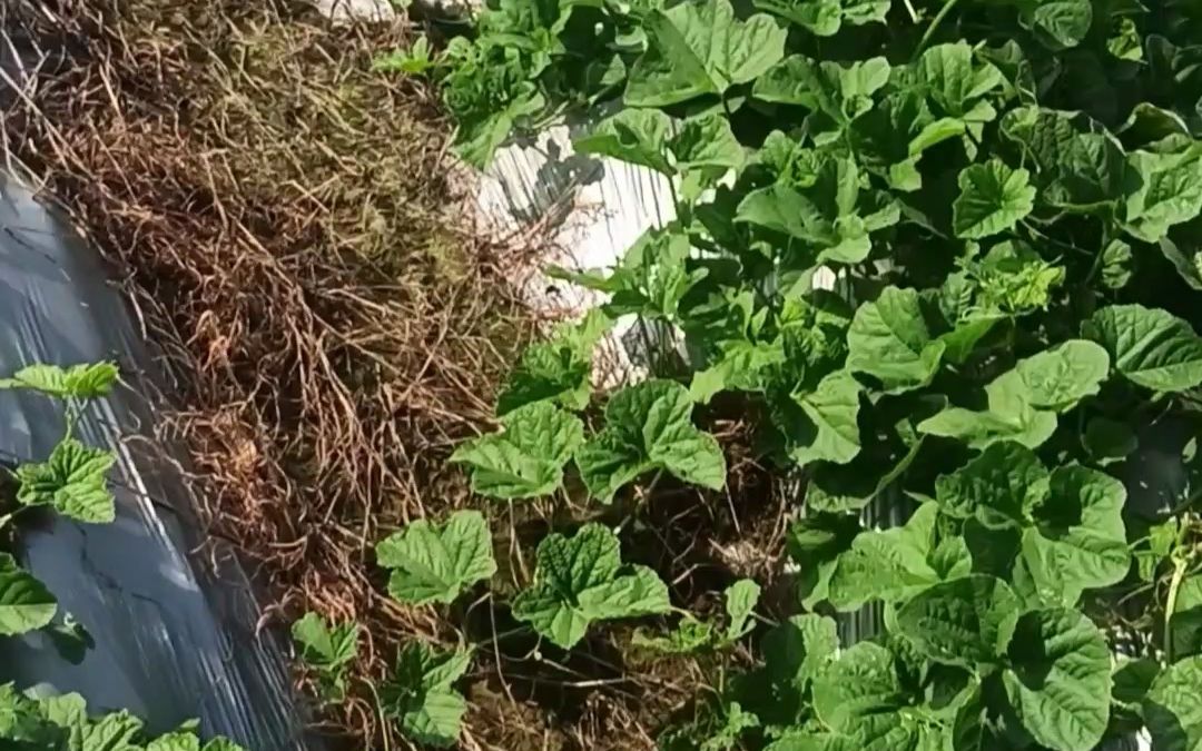 水溶肥-广东白瓜用海和威海餐沃水溶肥,长势非常好,叶片肥厚,茎杆粗壮