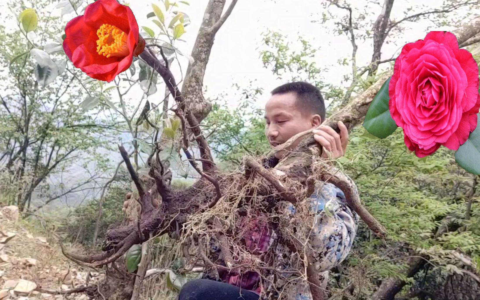 [图]现在移栽山茶花树老桩，注意做好这几点，一样成活率百分之百