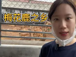 Tải video: 东北养殖梅花鹿300只，养鹿30多年，一年收益比打工赚得多的多