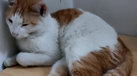 黄白橘猫找领养