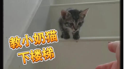 日本网友拍摄自家猫下楼梯再次证明猫咪是液体的原标题 流れるように落ちていく猫 流動体 哔哩哔哩