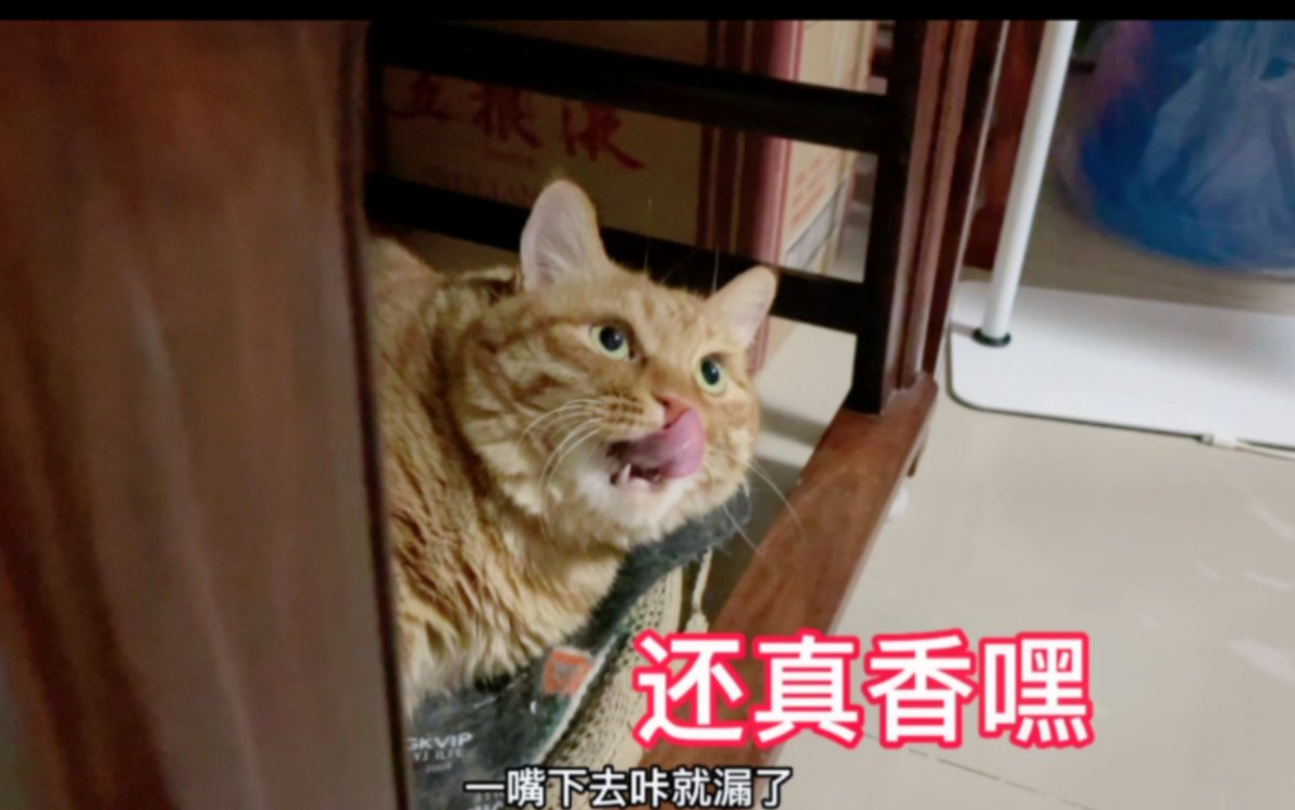 肥猫不但是完美代言猫还是打假小能手,小嘴一尝就知道真假!哔哩哔哩bilibili