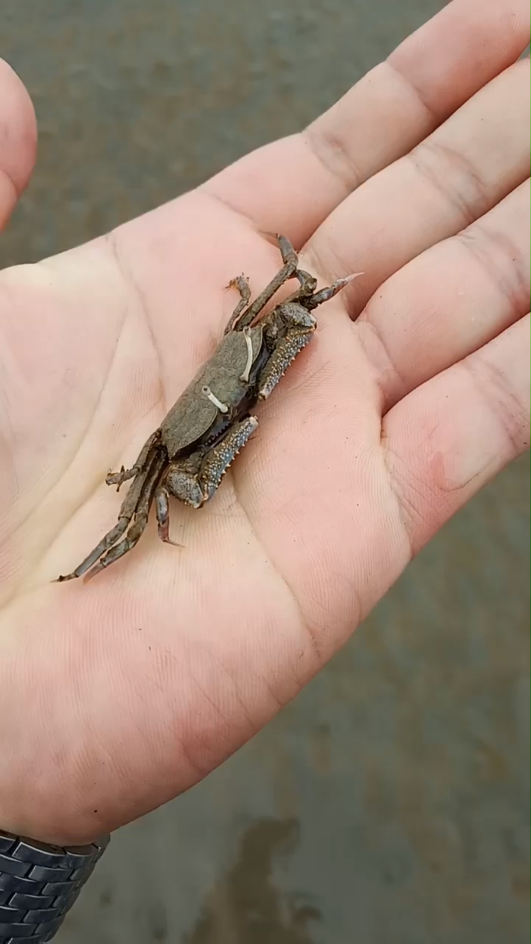 上海芦潮港野采 短身大眼蟹(macro