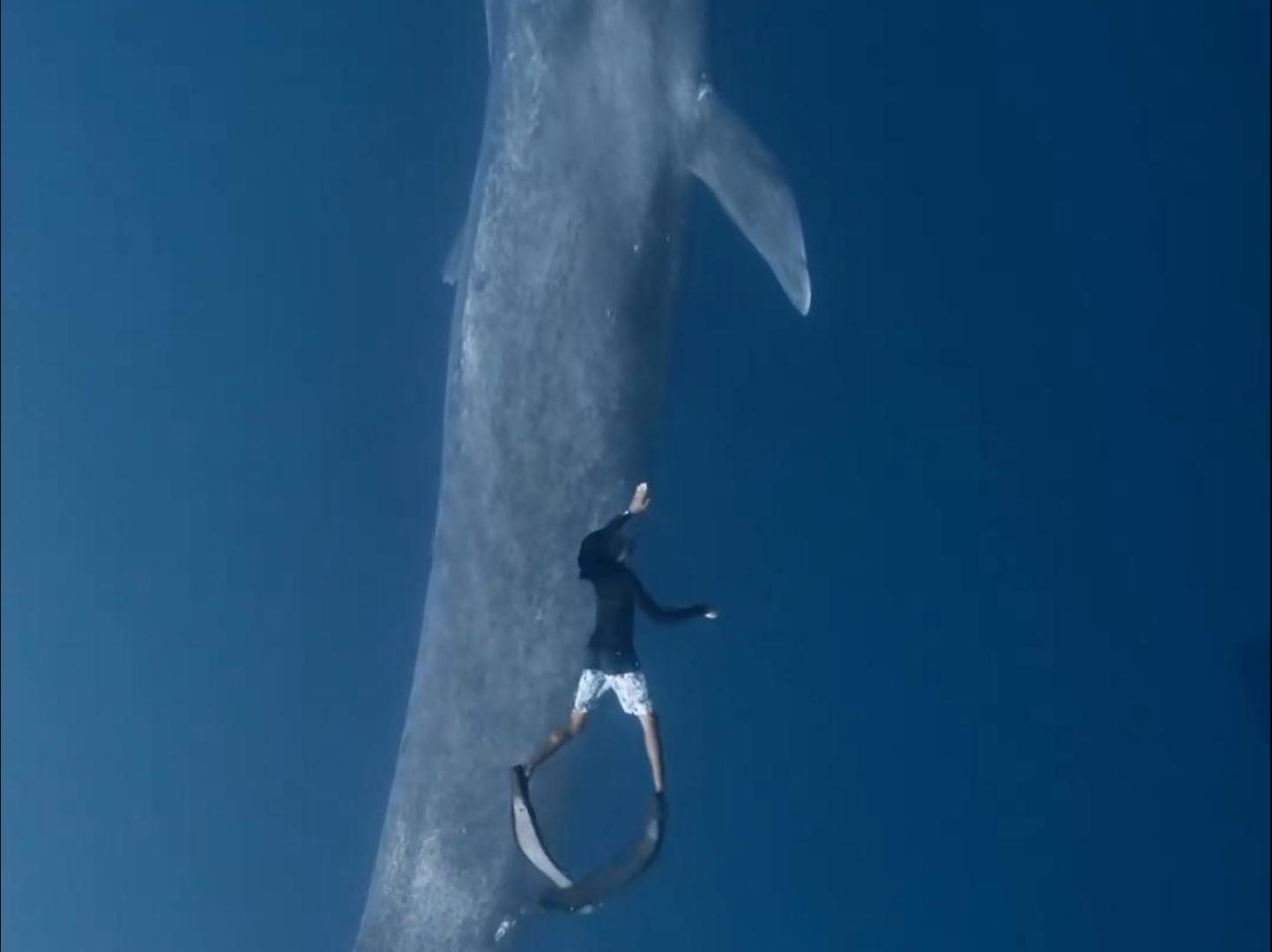 地球上已知最大动物蓝鲸和人类实物对比