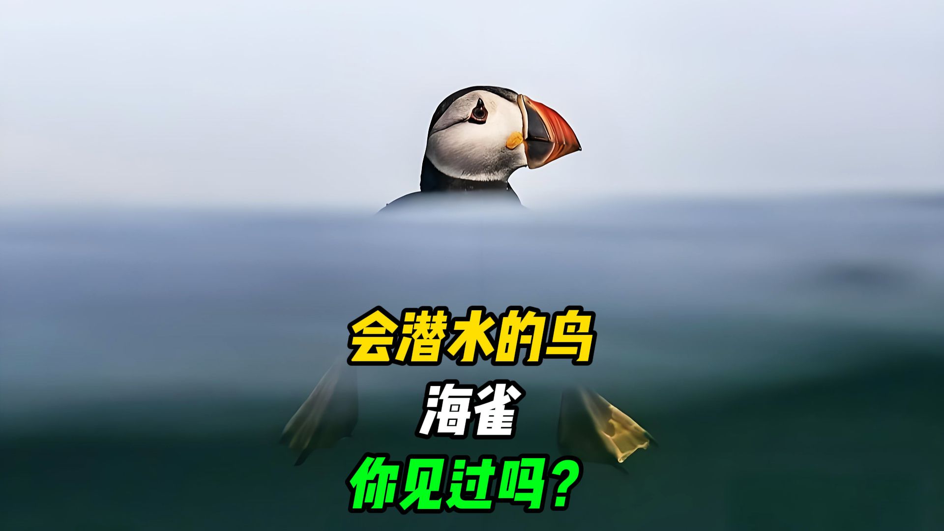 会游泳会潜水的鸟,你见过吗?堪称海陆空三栖动物!