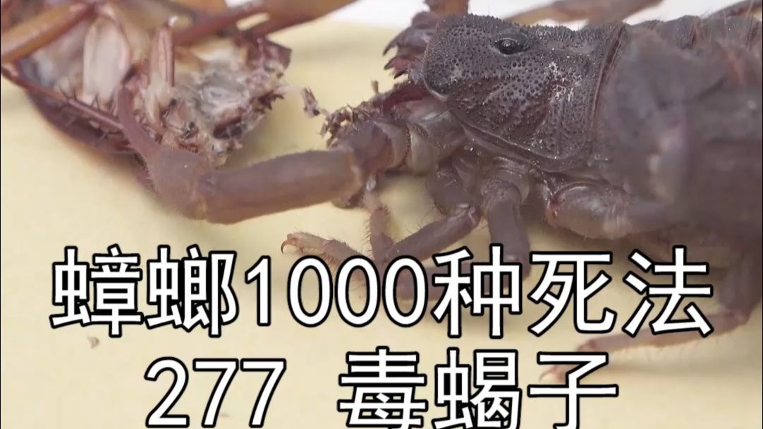 毒蝎子,能把蟑螂蜇死吗?