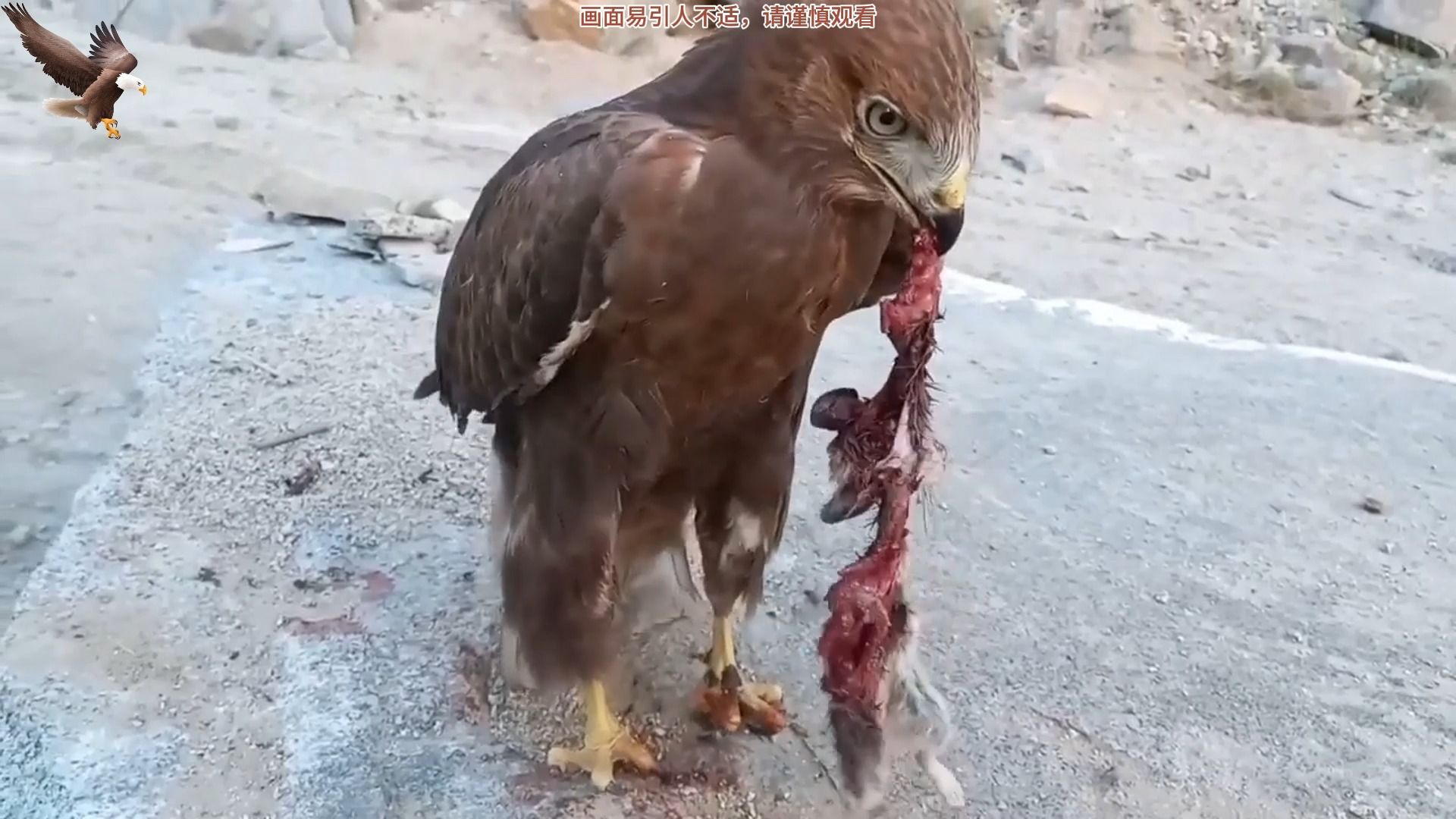 [图]老鹰撕烂活吃老鼠！活啄腹部掏食内脏大肠，实拍画面太猛了