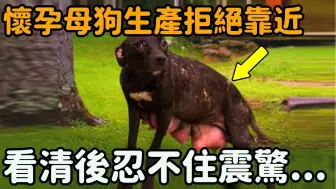 Download Video: 怀孕母狗独自生产拒绝靠近，人们大胆上前查看，看清后忍不住震惊...