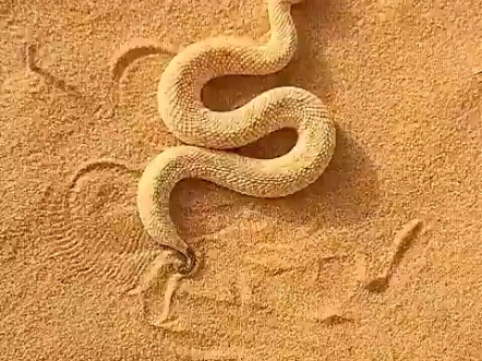 撒哈拉沙蛇将自己埋在沙子里