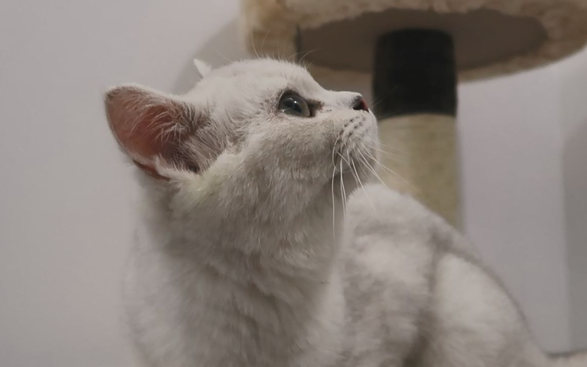 来自新猫奴的嘚瑟