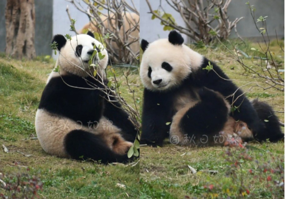 24.10.18良辰美静,门口这两棵小树什么时候被彻底毁掉就靠你俩了哔哩哔哩bilibili