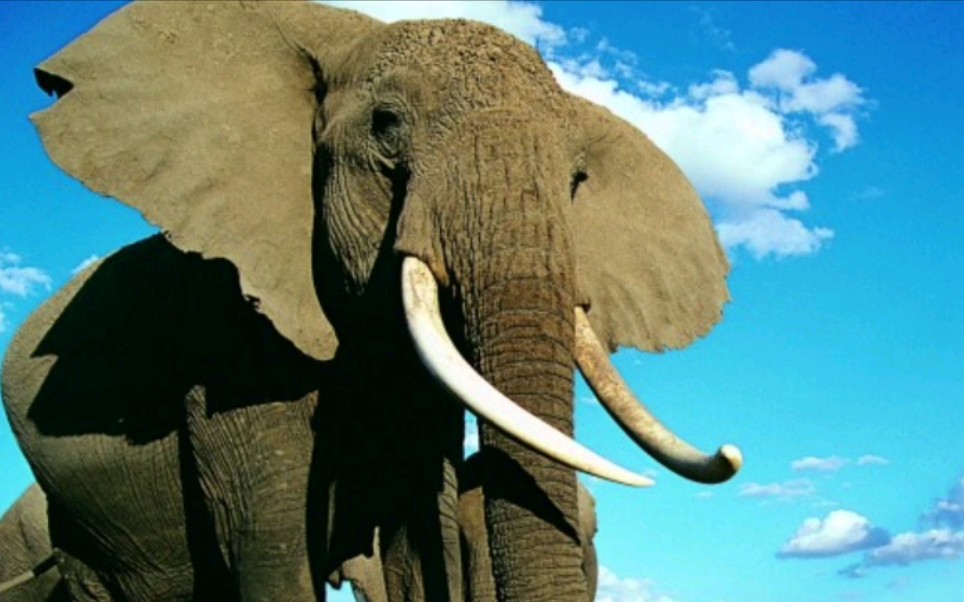 12468*bit 小象佩尼