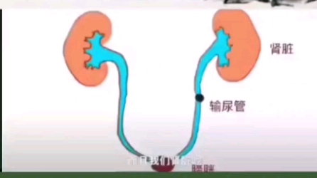 倪海厦:通过硫磺和附子运用中医思维治疗水肿,阴实?哔哩哔哩bilibili