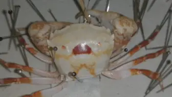 你懂不懂相模角矶蟹的痛 哔哩哔哩 Bilibili