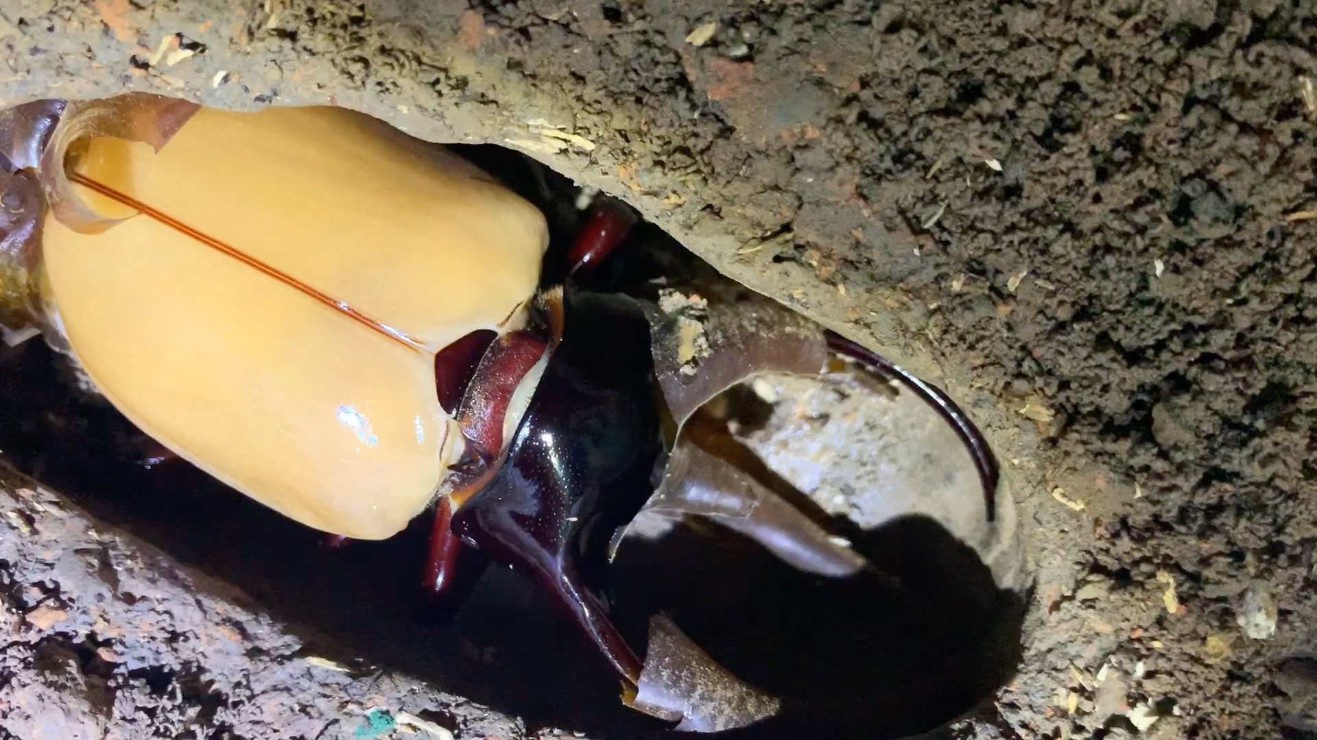 南洋大兜虫ccc羽化中