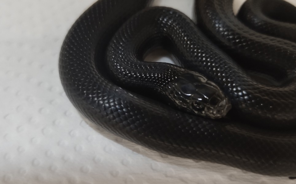 黑王蛇喂食小黑到家的一次喂食