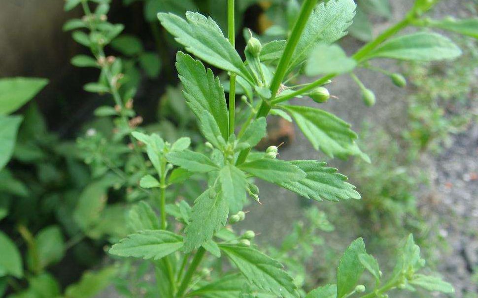 别怕!农村常见草药,效果奇好!