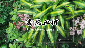 Download Video: 香龙血树Dracaena fragrans