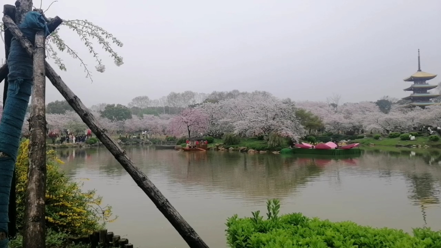 武汉东湖樱花