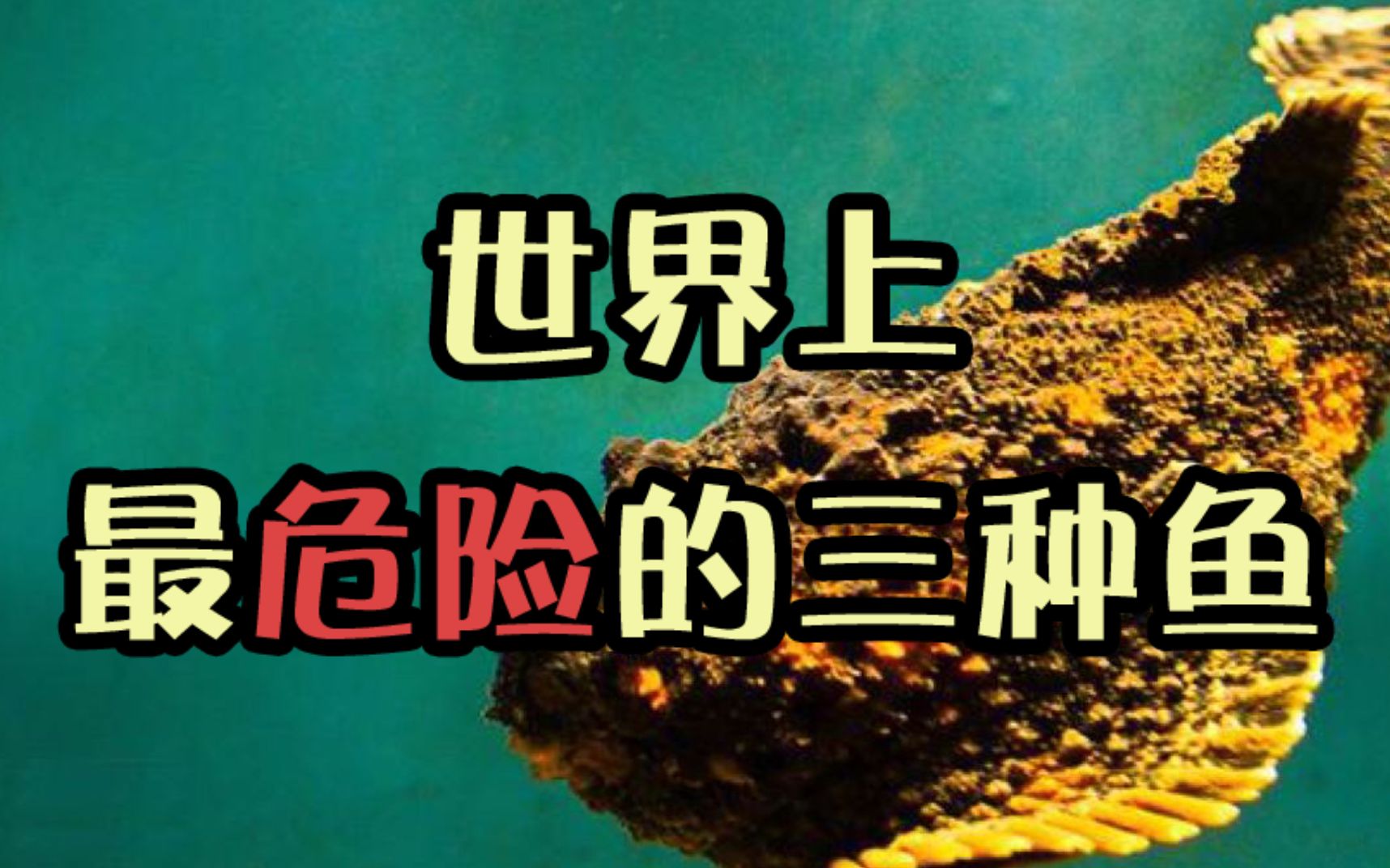 【世界上最危险的三种鱼~】这些鱼碰见了一定要躲开,背部长了13个剧毒