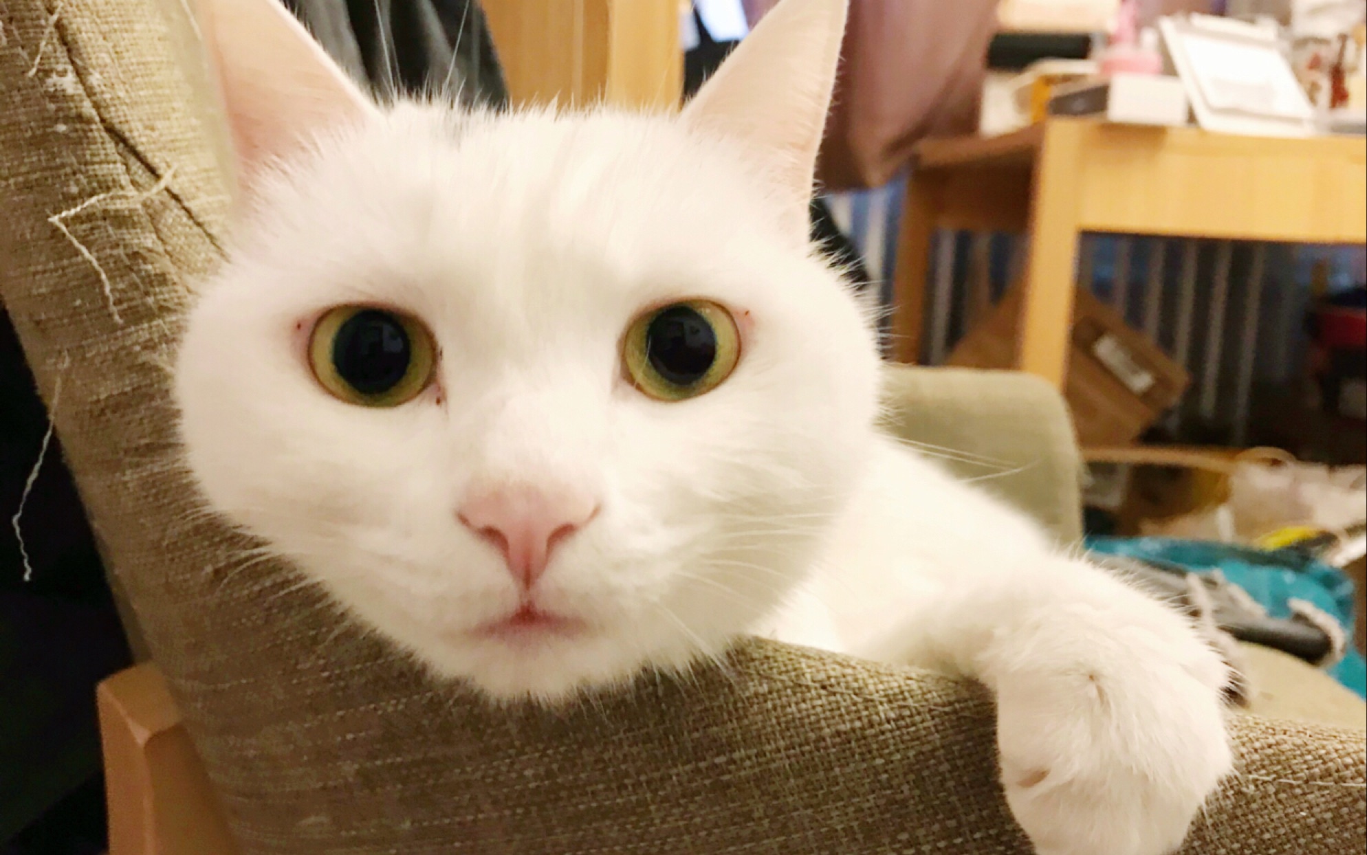 白仔打人现场…_哔哩哔哩_bilibili