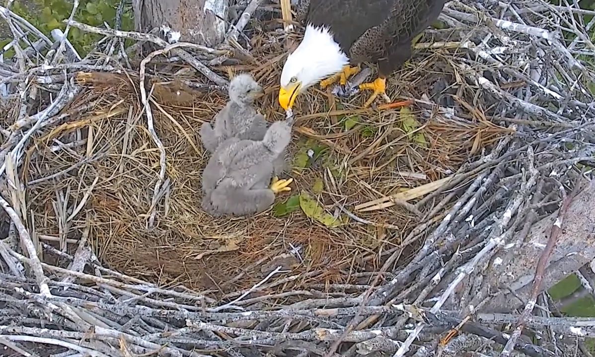 白头海雕幼鸟:就这么点鱼肉,根本不够吃啊妈妈