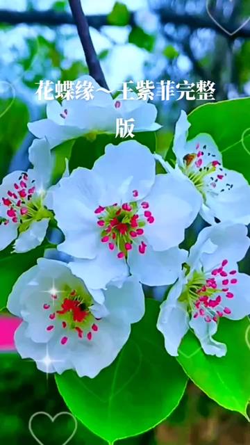 花蝶缘~王紫菲完整版哔哩哔哩bilibili