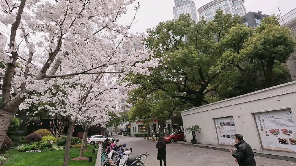 疫情下的上海,正是樱花盛开的时节,237米的小马路青海路(2022.03)