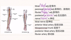 医学英语 每天3分钟 足的动脉 哔哩哔哩 つロ干杯 Bilibili