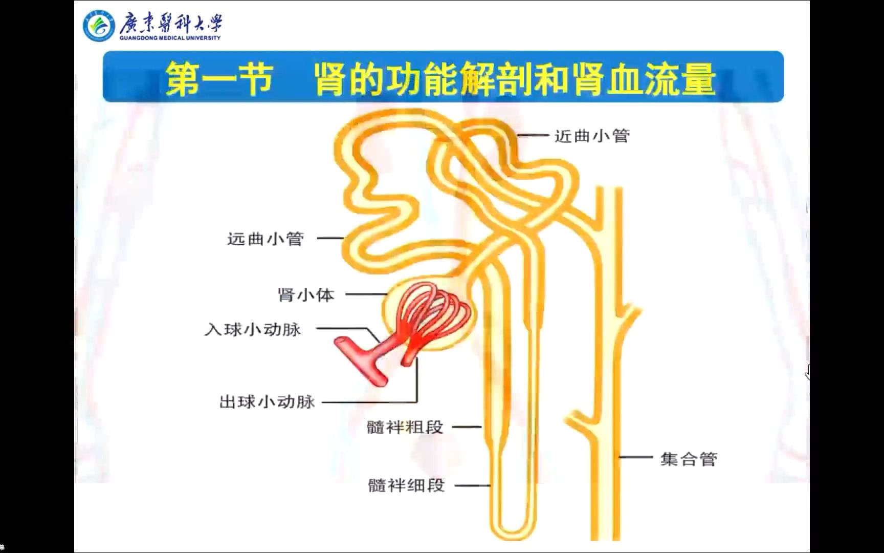 [图]尿生成--肾脏功能解剖