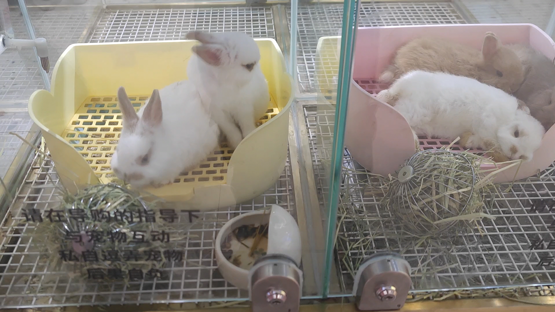 卡皮巴拉～可爱兔～超萌兔子